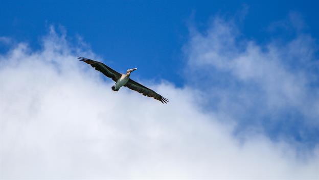 Man sieht hier in der Karibik wenige Pelikane. Einem Pelikan beim Fliegen zuzusehen ist ein Genuss, vor allem wenn sie sich in Gruppen durch die Lüfte bewegen.